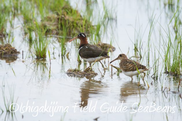 8月10日石垣島 バードウオッチング&野鳥撮影2