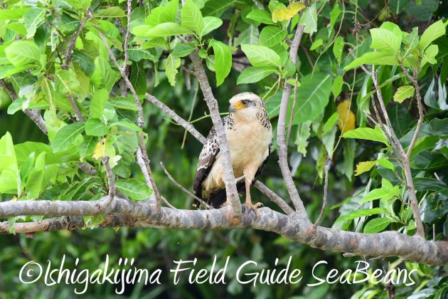 8月25日石垣島バードウオッチング＆野鳥撮影ガイド14