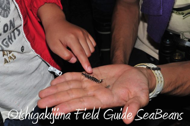 8月2日　石垣島ナイトツアー3