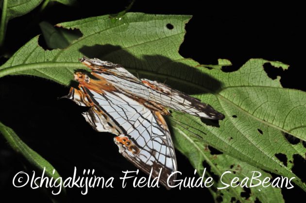 8月7日石垣島 ナイトツアー8