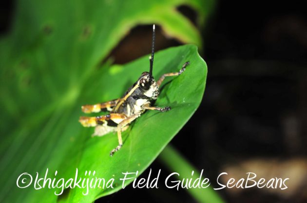 8月7日石垣島 ナイトツアー4