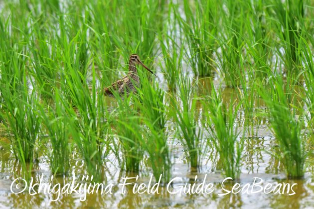 8.28石垣島バードウオッチング＆野鳥撮影8