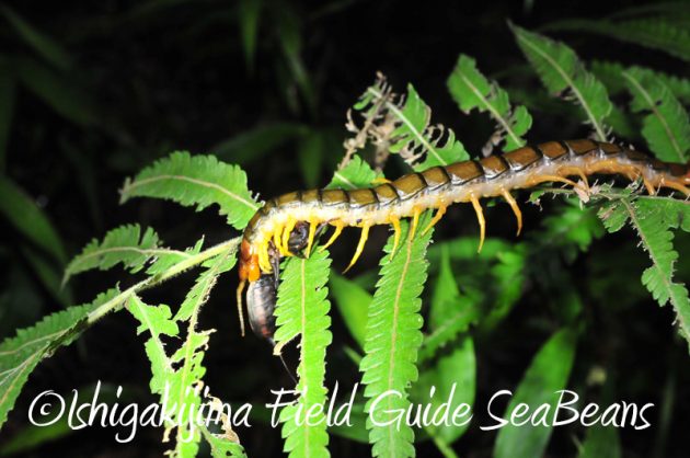 8月5日　石垣島ナイトツアー5