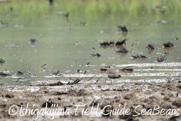 8.15石垣島バードウオッチング&野鳥撮影7