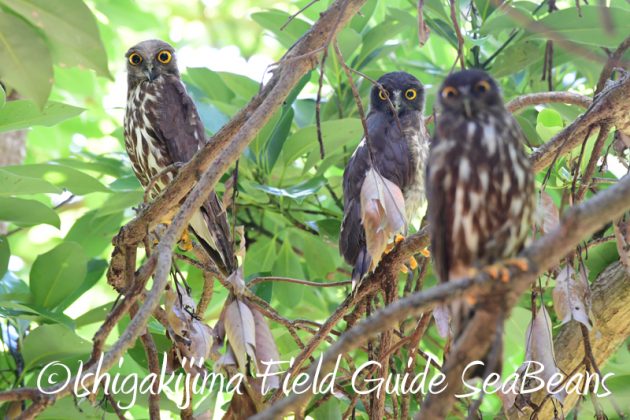 8月8日石垣島 バードウオッチング&野鳥撮影9