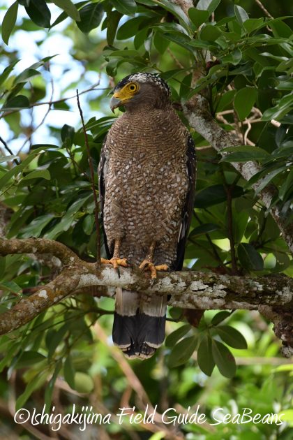 8月16日石垣島　バードウオッチング＆野鳥撮影ガイド5