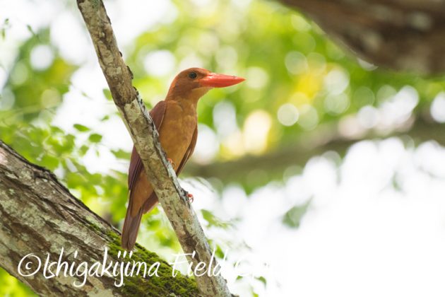 8月6日　石垣島の野鳥　バードウオッチング15