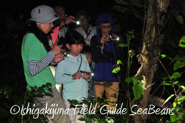 8.16石垣島ナイトツアー14