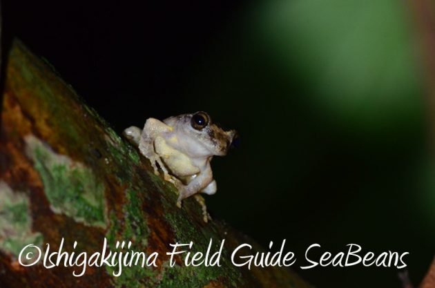 8月5日　石垣島ナイトツアー15