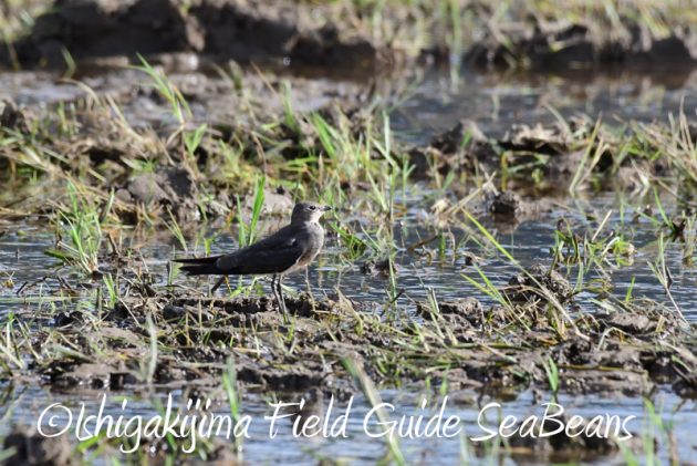 8月2日石垣島　バードウオッチング　野鳥撮影8