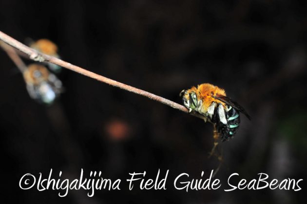 8月8日 石垣島ナイトツアー9