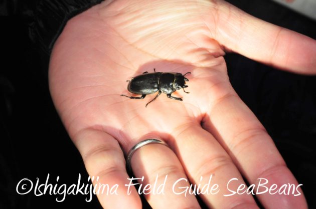 8月5日　石垣島ナイトツアー6