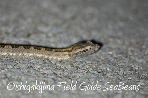 8月11日石垣島ナイトツアー3