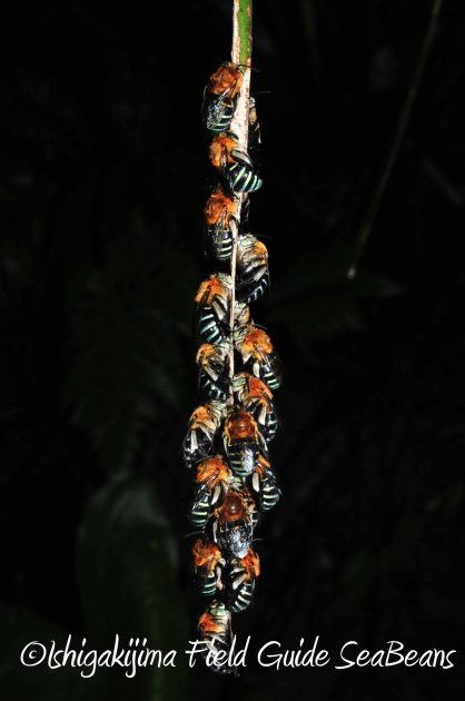 8月17日石垣島ナイトツアー14