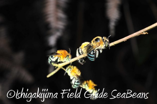 7月31日 石垣島ナイトツアー9