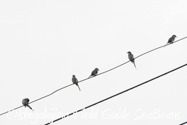 8.15石垣島バードウオッチング&野鳥撮影12