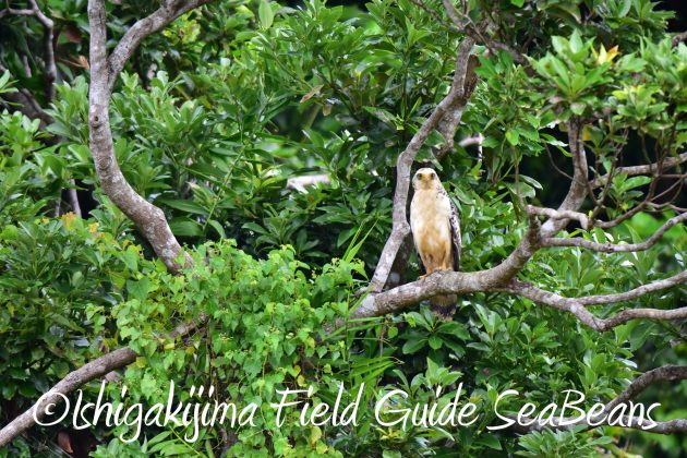 8.28石垣島バードウオッチング＆野鳥撮影9