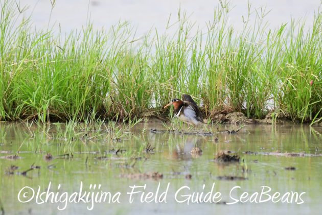 8月1日 石垣島 バードウオッチング 野鳥撮影4