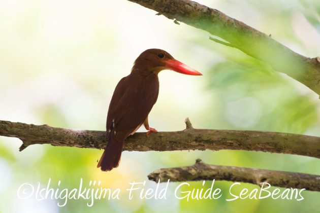 8月1日 石垣島 バードウオッチング 野鳥撮影16