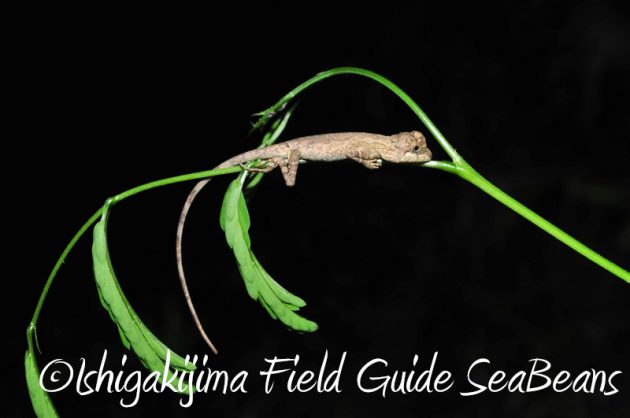 8月8日 石垣島ナイトツアー5