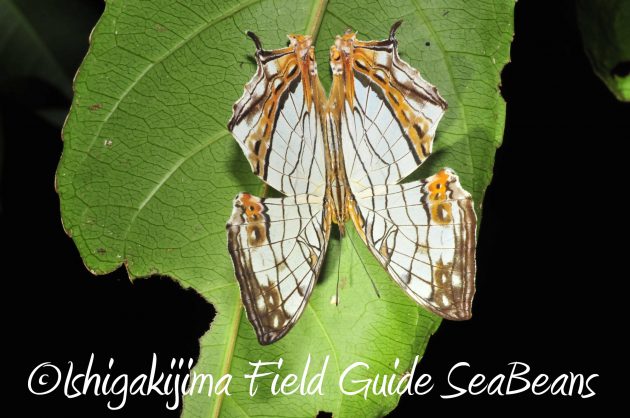 8月24日石垣島ナイトツアー10