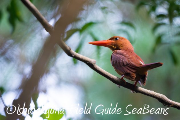 8月3日　石垣島　バードウオッチング9