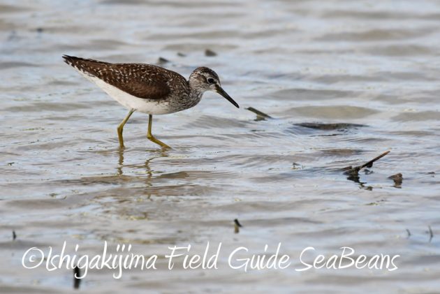 8月2日石垣島　バードウオッチング　野鳥撮影6