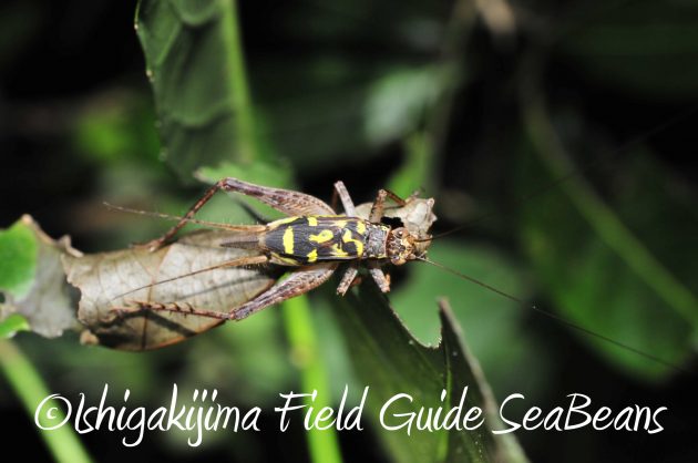 8月24日石垣島ナイトツアー16