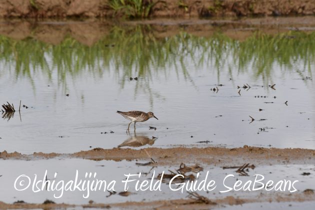 8月17日石垣島バードウオッチング&野鳥撮影2