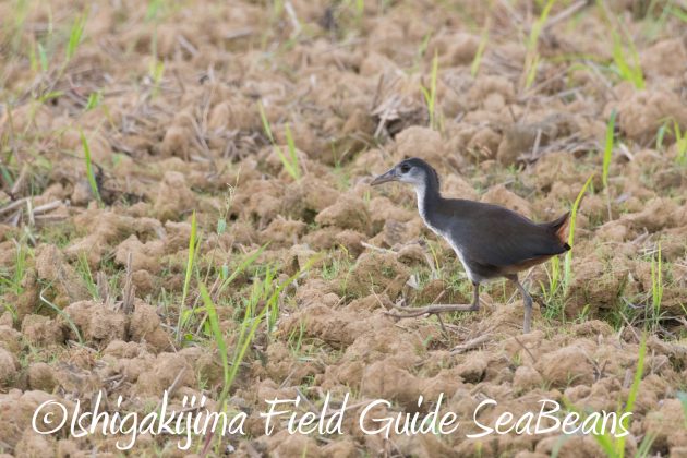 8月16日石垣島　バードウオッチング＆野鳥撮影ガイド17