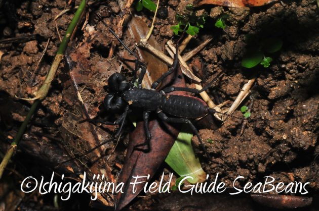 8月10日石垣島ナイトツアー7