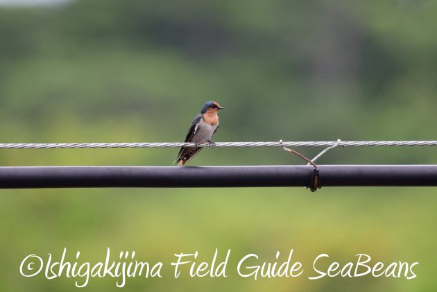 8月13日石垣島バードウオッチング＆野鳥撮影6