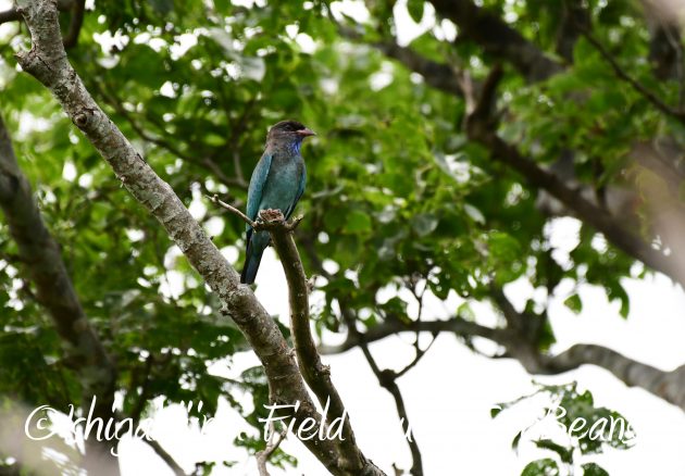 8月12日石垣島バードウオッチング＆野鳥撮影17