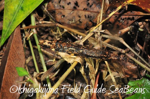 8月9日石垣島ナイトツアー16