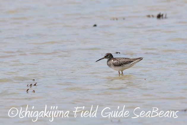 8月1日 石垣島 バードウオッチング 野鳥撮影2