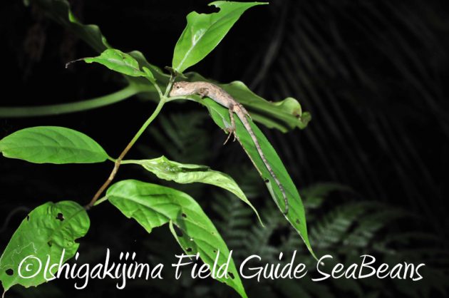 7月31日 石垣島ナイトツアー8