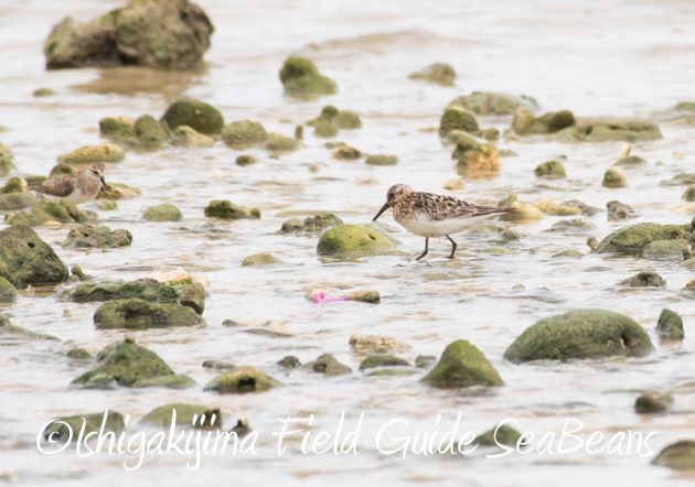 8月10日石垣島 バードウオッチング&野鳥撮影15