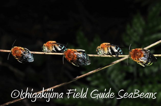 8月24日石垣島ナイトツアー14