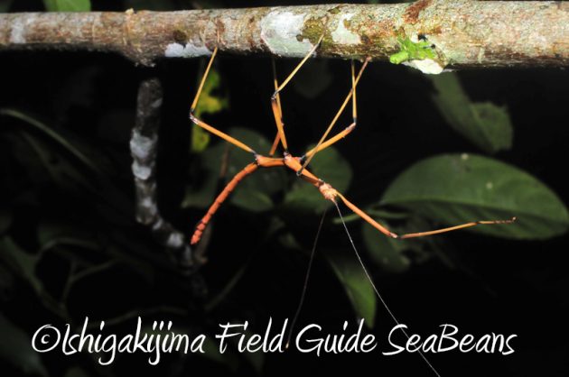 8月10日石垣島ナイトツアー16