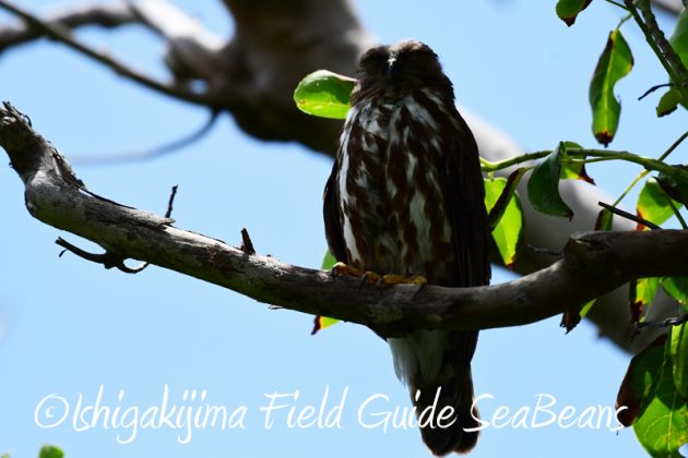 8月1日 石垣島 バードウオッチング 野鳥撮影15