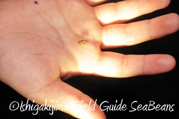 8月2日　石垣島ナイトツアー18