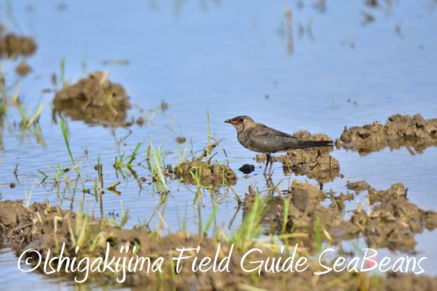 8月3日　石垣島　バードウオッチング6
