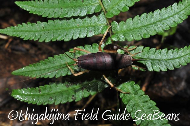 8.16石垣島ナイトツアー9