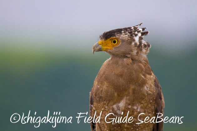 8月31日石垣島バードウオッチング＆野鳥撮影11