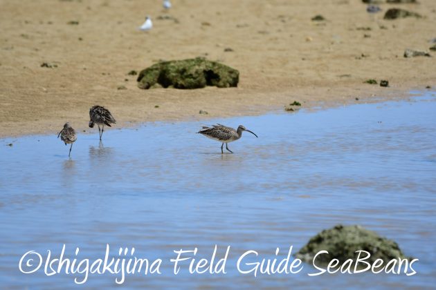 8.15石垣島バードウオッチング&野鳥撮影9