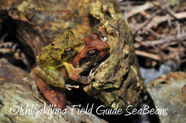 8月12日石垣島ナイトツアー3