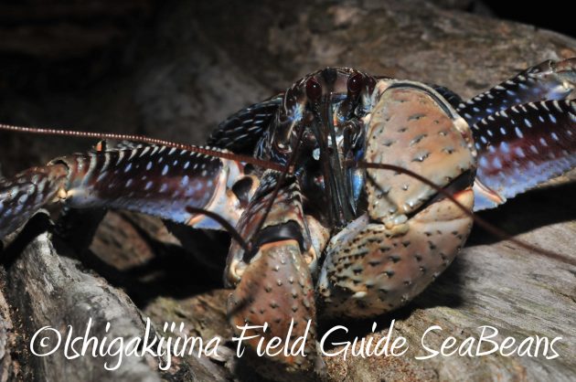 8月13日石垣島ナイトツアー12