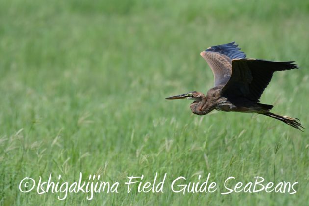 8月2日石垣島　バードウオッチング　野鳥撮影3