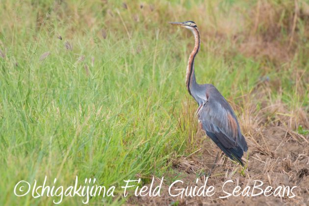 8月10日石垣島 バードウオッチング&野鳥撮影4