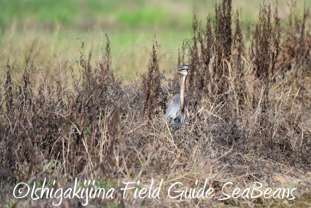 8.15石垣島バードウオッチング&野鳥撮影3